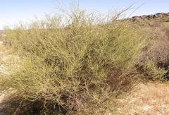 Muraltia scoparia