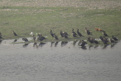 Phalacrocorax carbo