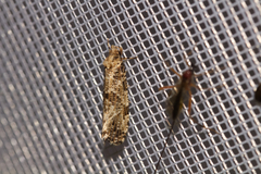 Morophaga choragella