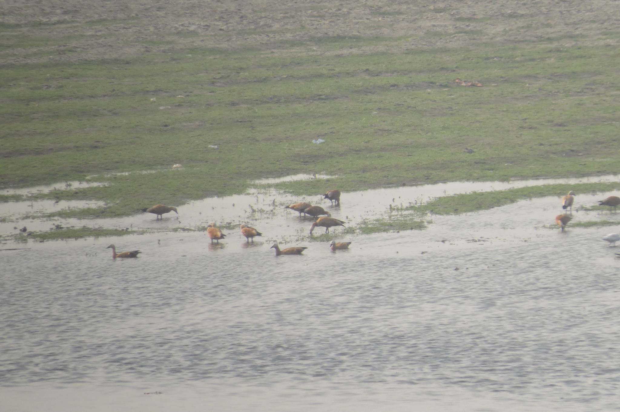 Common Shelduck