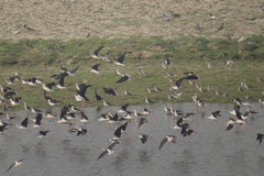 Himantopus himantopus