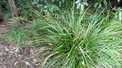 Carex forsteri