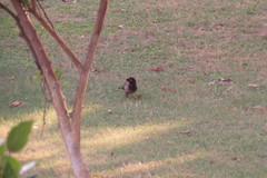 Acridotheres tristis