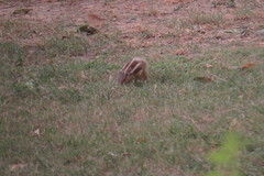 Funambulus pennantii