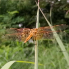 Trithemis kirbyi