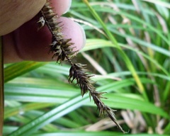 Carex forsteri
