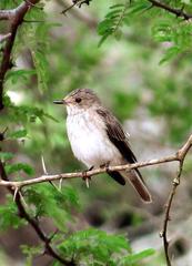Muscicapa striata striata