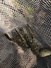 Cherax quadricarinatus