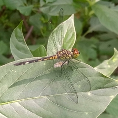 Chalcostephia flavifrons