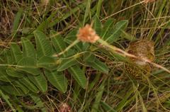 Pachycarpus grandiflorus