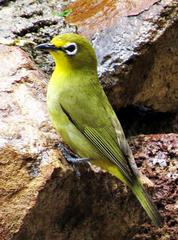 Zosterops virens virens