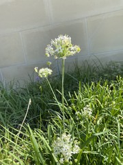 Allium cepa