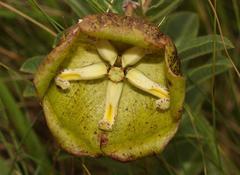 Pachycarpus grandiflorus