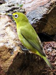 Zosterops virens virens