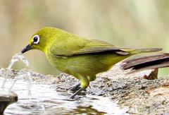 Zosterops virens virens