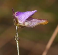 Genlisea hispidula