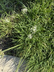 Allium cepa