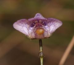 Genlisea hispidula
