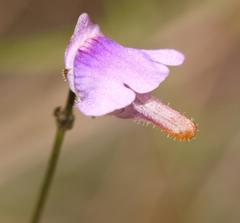 Genlisea hispidula
