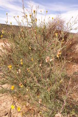 Othonna leptodactyla