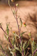 Othonna leptodactyla