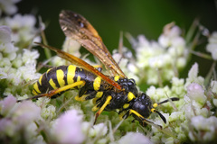 Tenthredo marginella