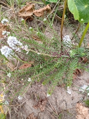 Polygala cyparissias