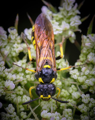 Tenthredo marginella
