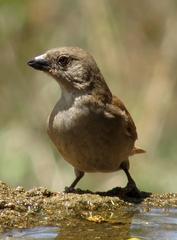 Passer diffusus stygiceps