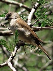 Passer diffusus stygiceps