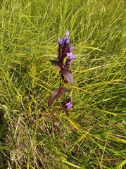 Gentianella auriculata