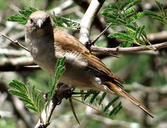 Passer diffusus stygiceps