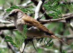 Passer diffusus stygiceps