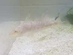 Menticirrhus saxatilis