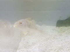 Menticirrhus saxatilis
