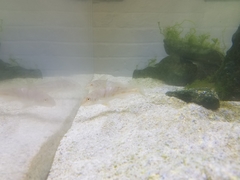 Menticirrhus saxatilis