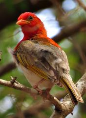 Anaplectes rubriceps rubriceps