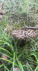 Strobilomyces confusus