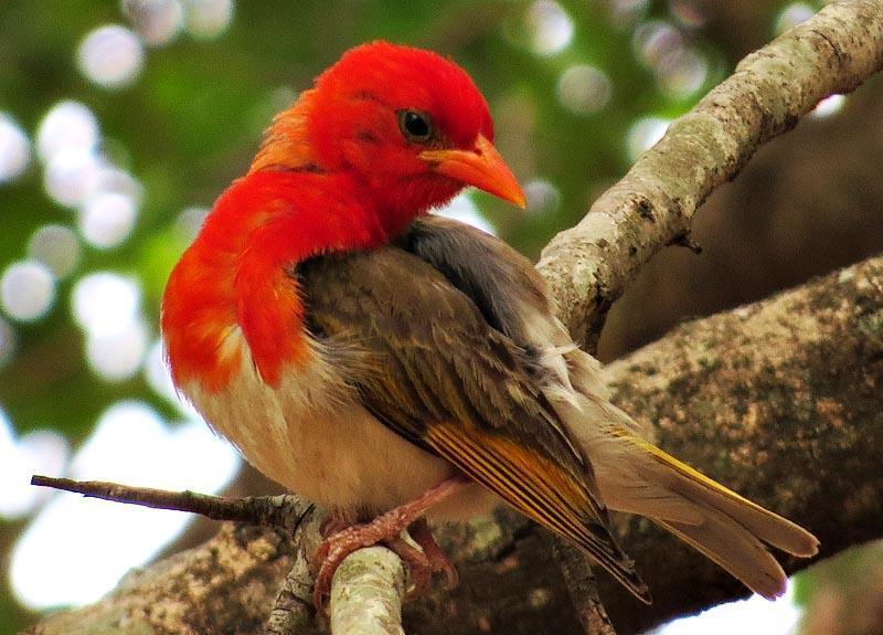 Southern Red-headed Weaver (Subspecies Anaplectes rubriceps rubriceps) · iNaturalist