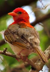 Anaplectes rubriceps rubriceps