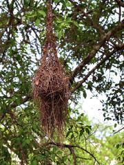 Anaplectes rubriceps rubriceps