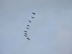 Anser albifrons albifrons