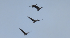 Anser albifrons albifrons