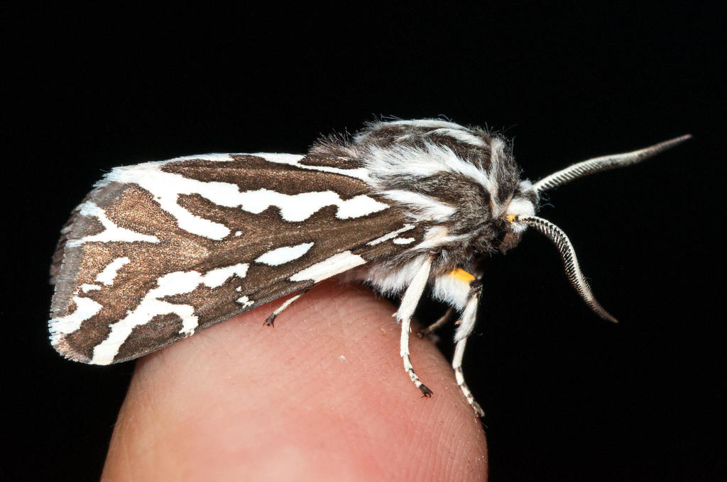 Zebra Ermine