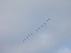 Anser albifrons albifrons