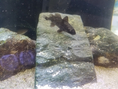 Menticirrhus saxatilis