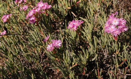 Namaqua Bush Ruschia (Ruschia extensa)