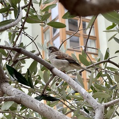Passer domesticus