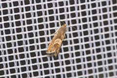 Grapholita compositella