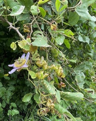 Passiflora bicornis